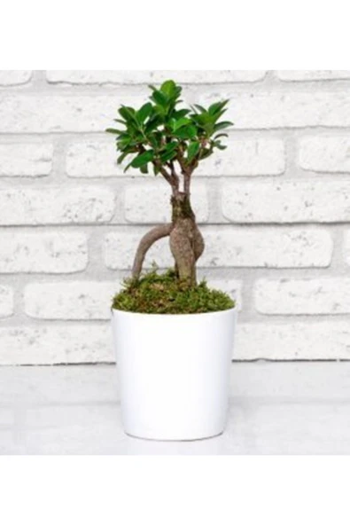 Kar beyaz porselen saksıda Bonsai+hediye kaktüs ürün görseli