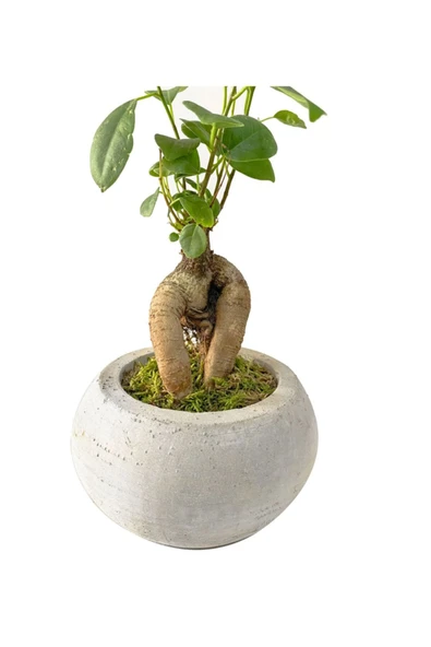 Beton Uranüs Saksıda Mini Ficus Ginseng Bonsai - Resim 2