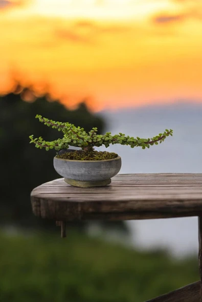 Bonsai Yeşim Ağacı Dekoratif Taş Saksıda ürün görseli