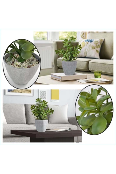 Para Ağacı Bereket, Iyi Şans Ve Para Çiçeği Crassula Ovata Doğal Dekoratif Saksıda