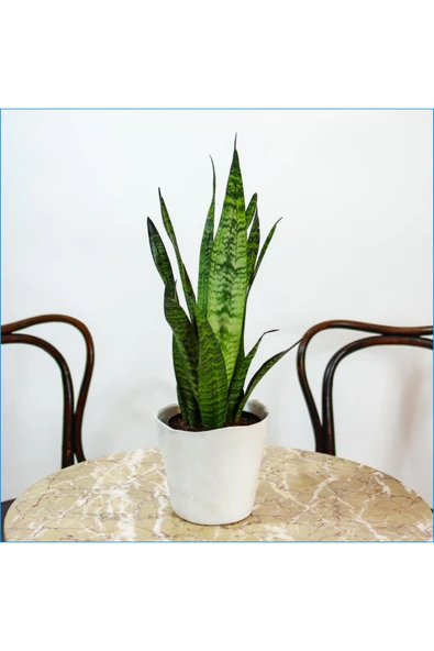 Peygamber Kılıcı Paşa Kılıcı Dekoratif Özel Saksılı ürün görseli 1