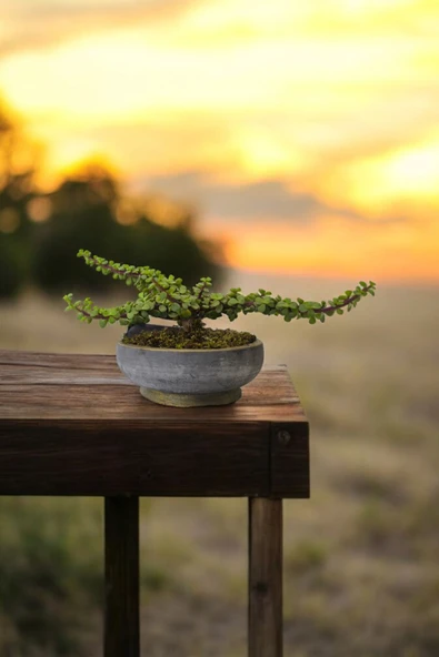 Bonsai Yeşim Ağacı Dekoratif Taş Saksıda - Resim 5