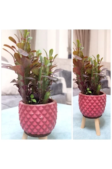 Dekoratif Saksıda Süt Ağacı 10 cm 000111882