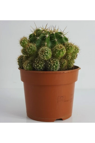 Bol Yavrulu Kaktüs ürün görseli 1