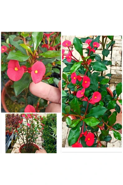 Dikensiz Milli Dikenler Tacı Özel Tür Büyük Boy ürün görseli