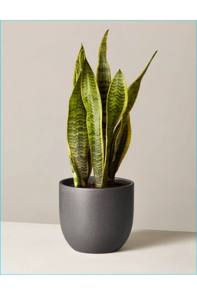 Peygamber Kılıcı Paşa Kılıcı Dekoratif Özel Saksılı - Resim 2