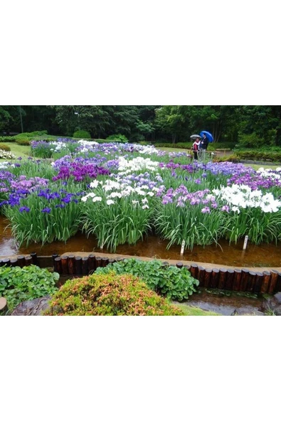 25 Adet Karışık Süsen Soğanı ürün görseli