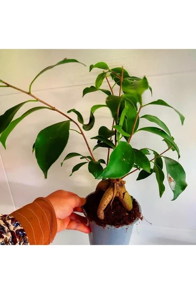 Bonsai agaci - ficus bonsai -(çicegi) özel bitki kalin gövde - 3