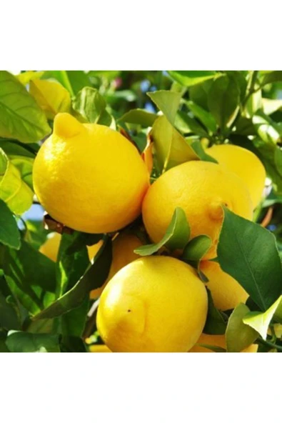 Erkenci Aydın Limon Fidanı ürün görseli 1