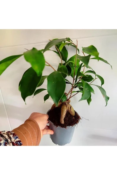 Bonsai agaci - ficus bonsai -(çicegi) özel bitki kalin gövde