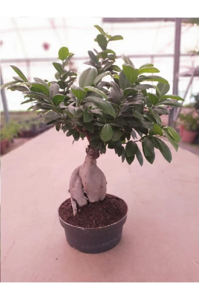 Ficus Bonsai ürün görseli