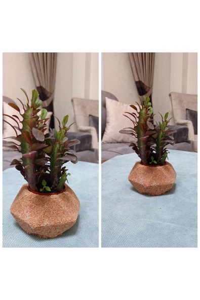 Dekoratif Saksıda Süt Ağacı 10 cm 000111882