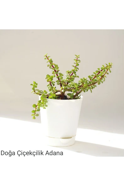 Para Çiçeği Özel Saksıda Afra Portulacaria ürün görseli 1