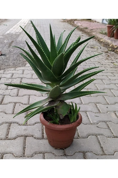 Dev Sarısabır