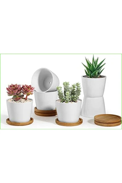 3 adet seramik saksıda kaktüs ve sukulent altlıksız ürün görseli 1