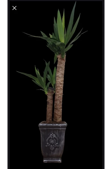 Yucca Dekoratif Beton Saksıda Çift Köklü 70-80 cm