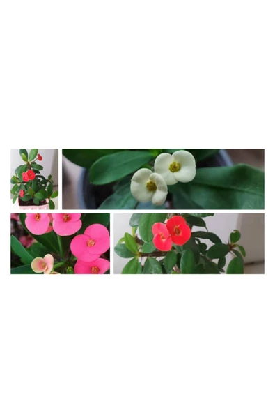 Kırmızı Beyaz Pembe Dikenler Tacı 3 Adet ürün görseli