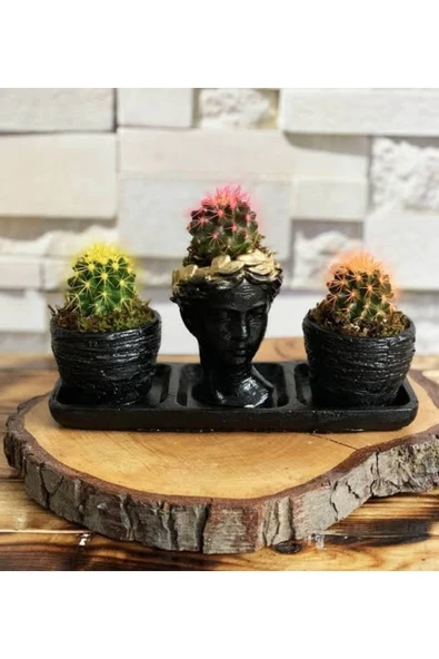 Üçlü Helen Saksıda Karışık Kaktüs ve Sukulent Seti 01 ürün görseli