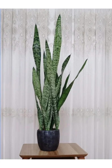 Paşa Kılıcı Peygamber Kılıcı Dekoratif Saksıda 01000001 ürün görseli