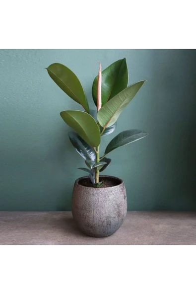 Kauçuk Ağacı Ficus Elastica Dekoratif Taş Saksıda