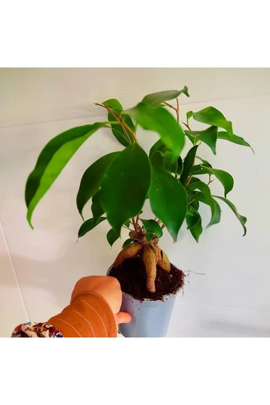 Bonsai agaci - ficus bonsai -(çicegi) özel bitki kalin gövde - 2