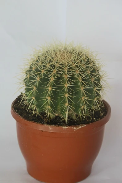 Kaktüs & Sukulent Echinocactusgrusonii Altın Varil Kaktüsü