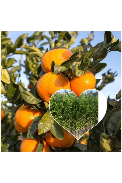 Mandalina Fidanı ürün görseli