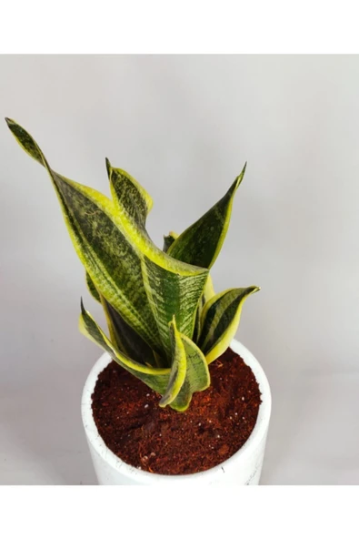 Sansevieria - Paşa Kılıcı - Resim 2
