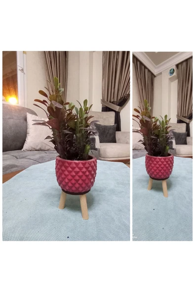 Dekoratif Saksıda Süt Ağacı 10 cm
