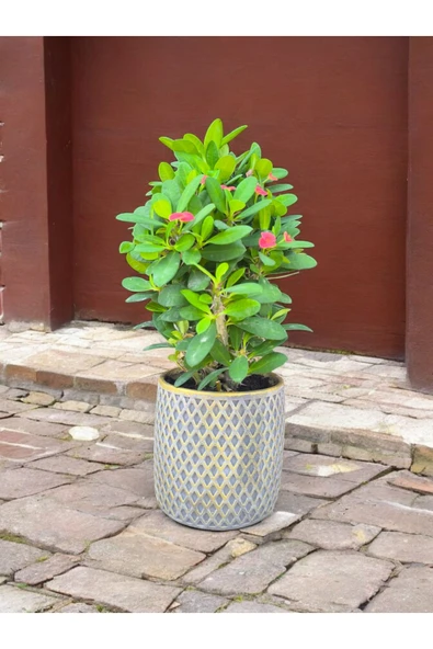 Dekoratif mozaik saksıda dikenler tacı - Resim 2