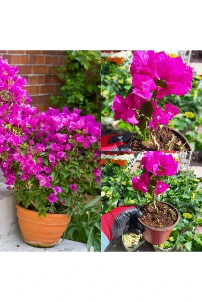 Bodur Begonvil fidanı ürün görseli