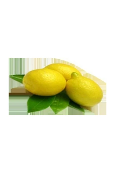 Tüplü Aydın Limon Fidanı - 2