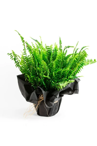 AŞK MERDİVENİ BİTKİSİ OFİS ÇİÇEĞİ ürün görseli 1