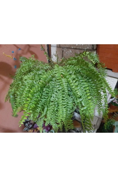 Isparta Gülü Aşk Merdiveni Çiçeği Fidanı 10-30 Cm - Resim 2