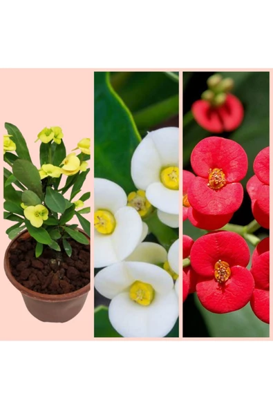 3 adet 5.5 saksıda Sarı, Kırmızı ve Beyaz dikenler tacı 3 ayrı dikenler tacı ürün görseli