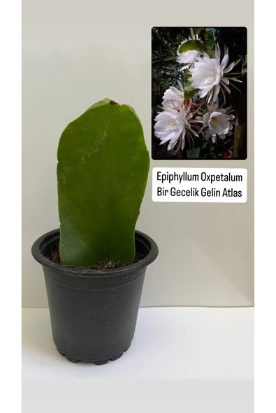 Epiphyllum Oxpetalum Bir Gecelik Gelin Beyaz Atlas 8cm saksılı ürün görseli