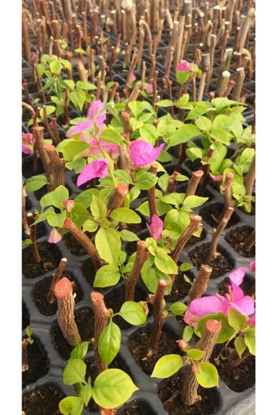 10 Adet Begonvil Fidanı 15 35 Santim Arası ürün görseli