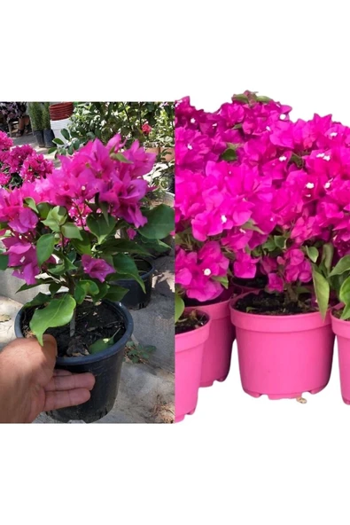 Pembe Begonvil - Resim 2