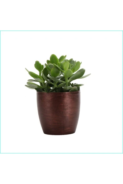 Para Ağacı Bereket, Iyi Şans Ve Para Çiçeği Crassula Ovata Dekoratif Saksıda