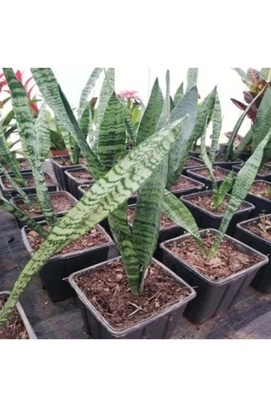 Kılıç Çiçeği - Resim 4