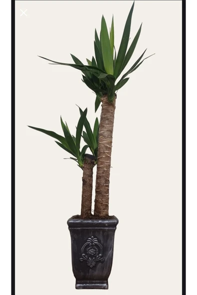 Yucca Dekoratif Beton Saksıda Çift Köklü 70-80 cm