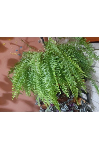 Isparta Gülü Aşk Merdiveni Çiçeği Fidanı 10-30 Cm - Resim 3