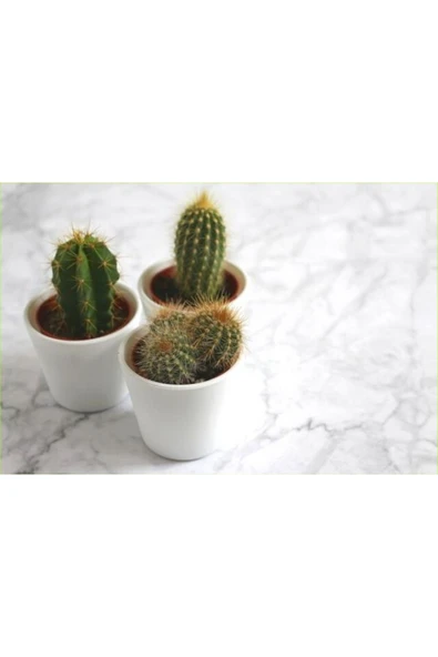 3 adet seramik saksıda kaktüs ve sukulent altlıksız ürün görseli