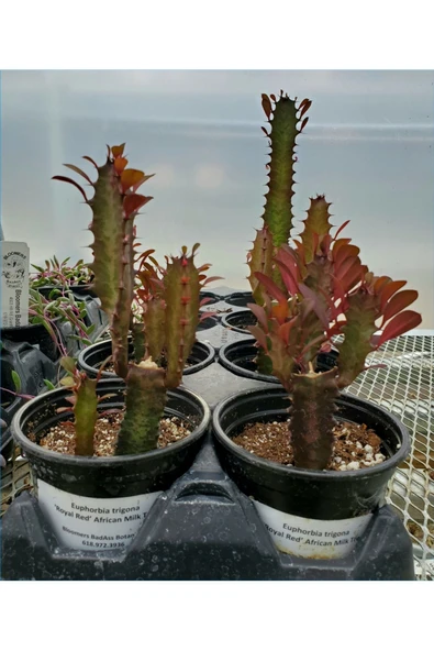 Süt Ağacı 8.5 Saksılı