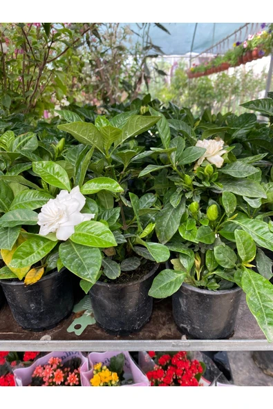 Gardenya çiçeği saksıda - Resim 3