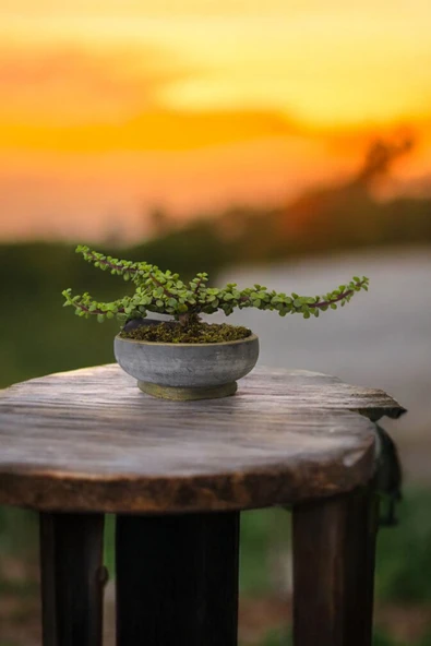 Bonsai Yeşim Ağacı Dekoratif Taş Saksıda - Resim 4