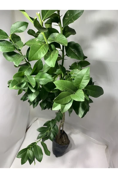 Yazlık Limon Fidanı - Resim 2