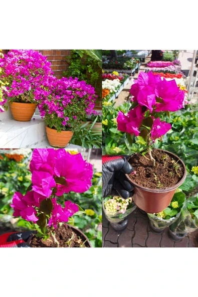 Bodur Begonvil fidanı - Resim 2