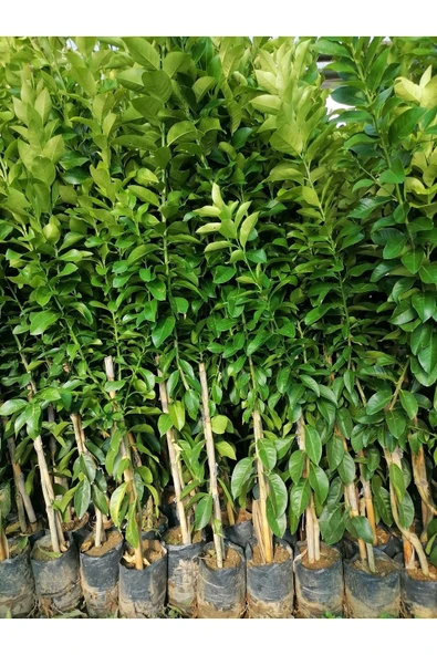 Limon Fidanı ürün görseli 1