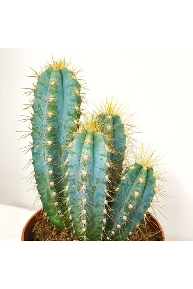 Pilosocereus Azureus Kaktüs 10 cm ürün görseli